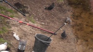 Карась на удочку 19 августа 2025