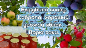 20-08-2025Вырубила сливу.Собрала хороший урожай яблок.Варю соки.