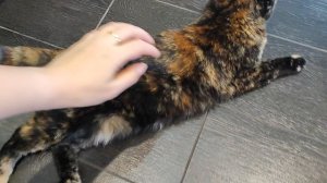пушистая банда🐱🐱🐱