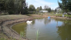Нимфеи в маленьком пруду И снова микрозим ,известкование берегов