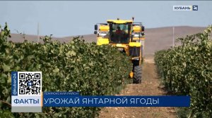На Кубани аграрии планируют собрать в 2025 году около 250 тыс. тонн винограда