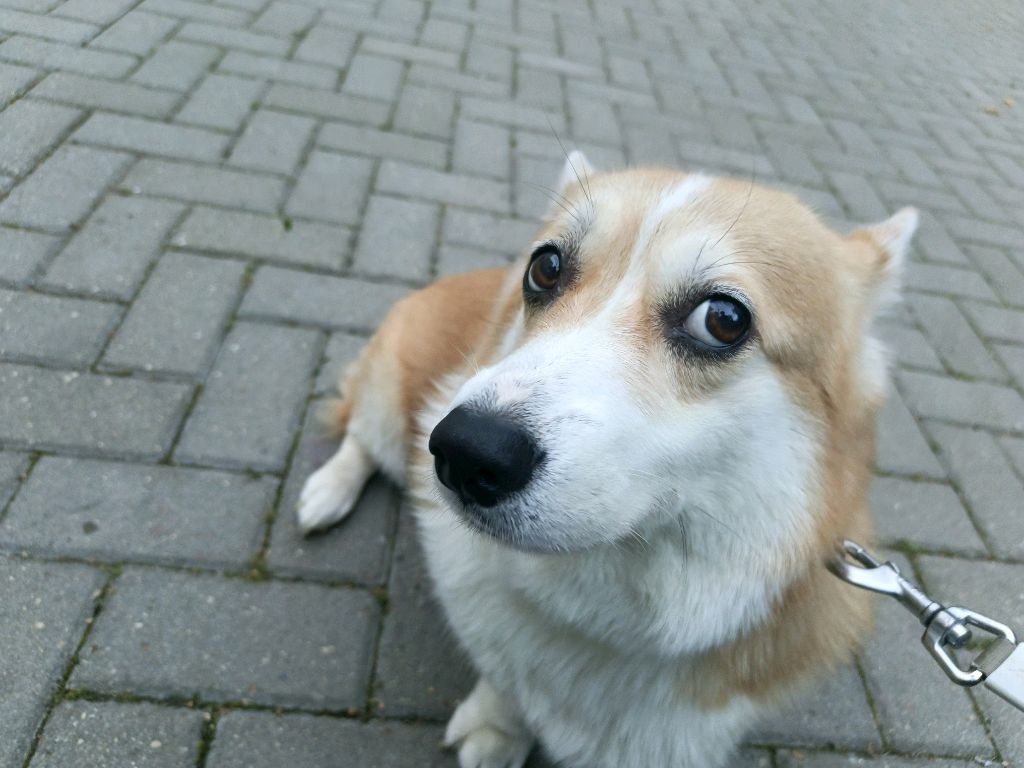 кисина трансляция + инглиш песня