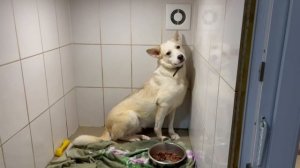 Их предали, искалечили и оставили умирать... Но они выжили и стали друзьями! | Глюкоза, Альпа, Ной