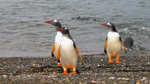 Пингвины пролива Бигль