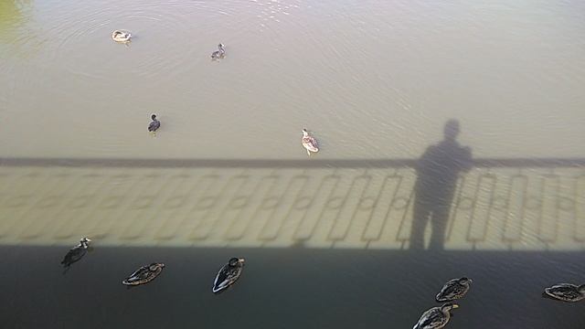 Утки с необычного ракурса