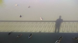 Утки с необычного ракурса