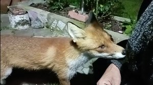 (1095) Лиса приходит в гости. Август 2025