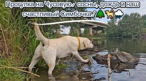 Прогулка на Чусовую: сосны, дождь и наш счастливый Симбочка! 🌲🐕🌧
