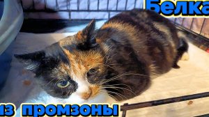 Белка из промзоны.