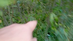 Что Можно найти на местах отдыха у Реки