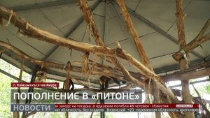 Невеста для капуцина: новая пара в зооцентре «Питон». Новости. 21/08/2025. GuberniaTV
