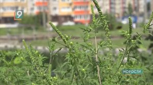 Сезонная "вспышка" амброзии: как побороть опасный сорняк?