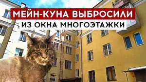 Мейн-куна выбросили из окна многоэтажки
