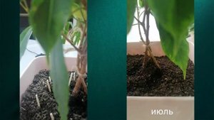 Плету фикус