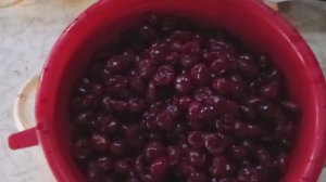 Эксклюзив: Сушка вишни без косточек в электросушилке «Ветерок» | Мой пошаговый метод