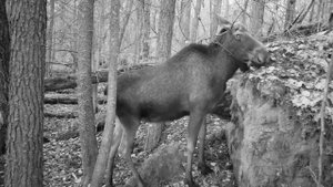 Лось ест листья