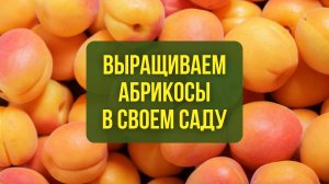 Выращиваем абрикосы в своем саду