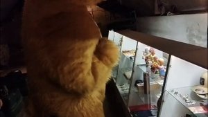 Хабибуллин Азамат (сюрприз для детей )