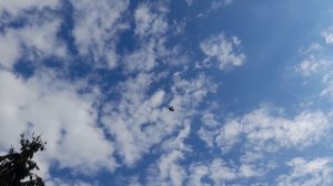 Николаевские голуби молодой белёсый был в обзоре