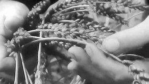 1971 год. Нижнетавдинский район. Поликарп Прокопьев