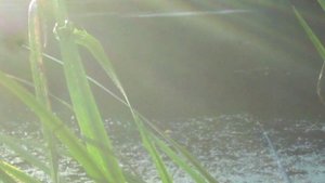 20 АВГУСТА ЛОВИМ РЫБУ НА ПОПЛАВОК БЕЗ ПРОИСШЕСТВИЙ