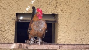 Парк Птиц "Воробьи" 2025