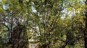 Осенью пахнет