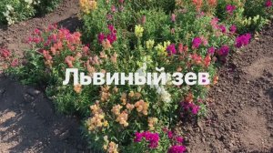 Львиный зев - царь цветов!