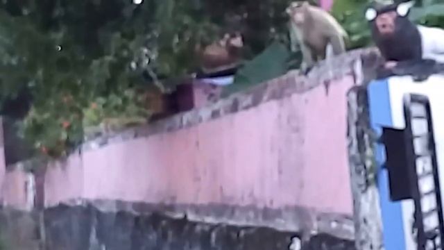 Животные, Отважно Защищающие Свои Дома смотреть онлайн