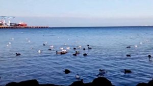 video-2025-Анапа.