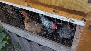 В ожидании цыплят под наседкой, планирую куда выгул ставить.