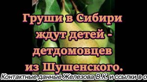 Груши в Сибири ждут детей -детдомовцев из Шушенского.