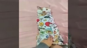 Как пеленать котика