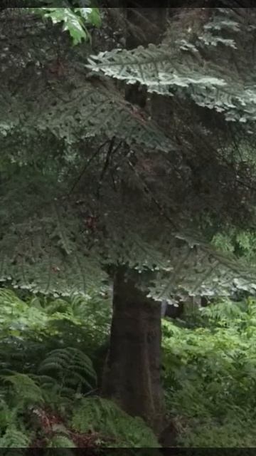 Janie смотреть онлайн