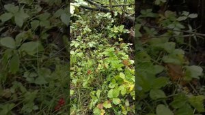 за грибами.mp4