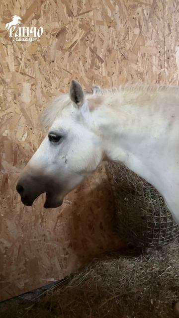 У нас тут на ранчо свой бразильский сериал