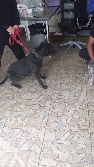 rutube.ru