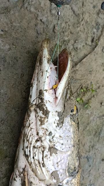 Снова на донку попалась щучка. смотреть онлайн