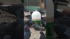 Г. Мариуполь николаевские голуби