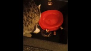 Тимавей моит посуду