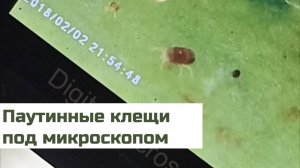 Паутинные клещи под микроскопом