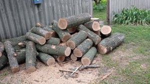 Заготовка дров.