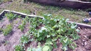 Окучиваем картошку. Начали делать заезд.