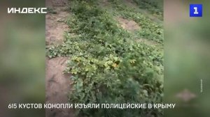 615 кустов конопли изъяли полицейские в Крыму