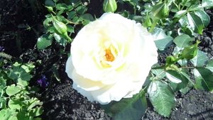 Роза флорибунда Мария  Антуанетта цветёт второй раз