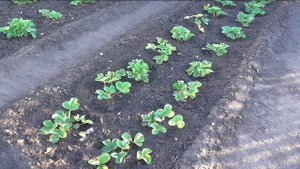 Участок 21 августа