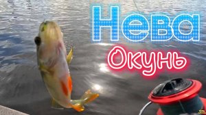 РЫБА ОКУНЬ НЕВА ОТВОДНОЙ РАСКАЧАЛ ОКУНЁВУЮ ТОЧКУ НА КЛЁВ