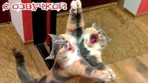 Приколы с котами! С ОЗВУЧКОЙ! САМЫЕ СМЕШНЫЕ ЖИВОТНЫЕ! Смешные коты! ДО СЛЁЗ!