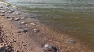 #должанская медузы атакуют