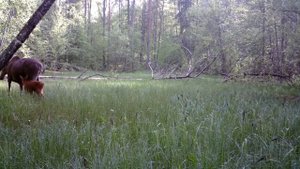 Лосиха с малышом на болоте